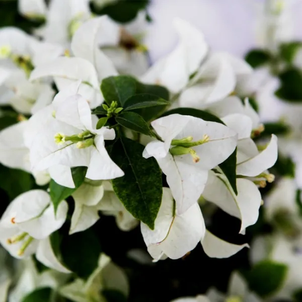 Coconut_Ice_Bougainvillea_(Grafted)_?_Flowering_Plant_(_Pack_Of_1_)