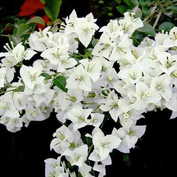 Coconut_Ice_Bougainvillea_(Grafted)_?_Flowering_Plant_(_Pack_Of_1_)