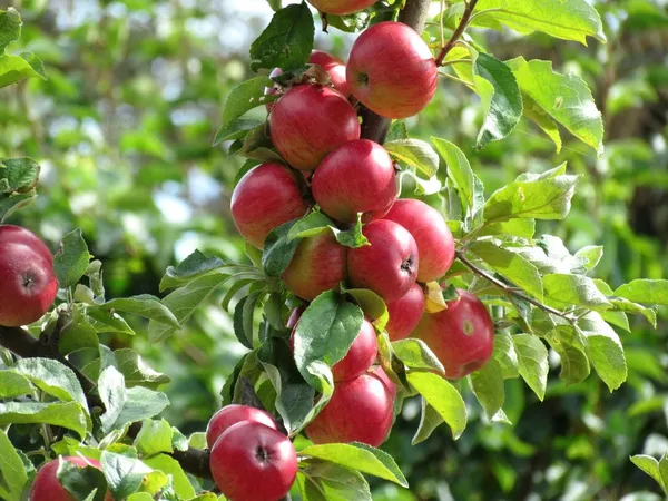 Cosmic_Crisp_Hybrid_Apple_Fruit_Plant_For_Home_Gardening_(Air_Layering,_Pack_Of_1)