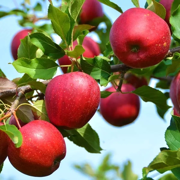 Cosmic_Crisp_Hybrid_Apple_Fruit_Plant_For_Home_Gardening_(Air_Layering,_Pack_Of_1)