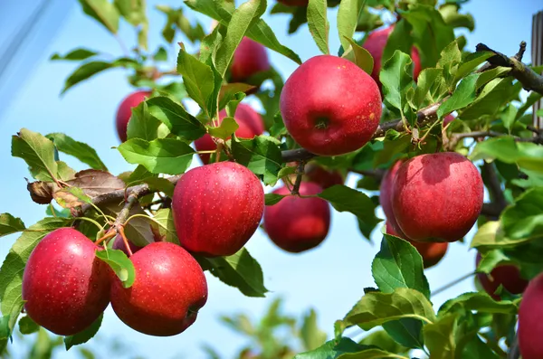 Cosmic_Crisp_Hybrid_Apple_Fruit_Plant_For_Home_Gardening_(Air_Layering,_Pack_Of_1)