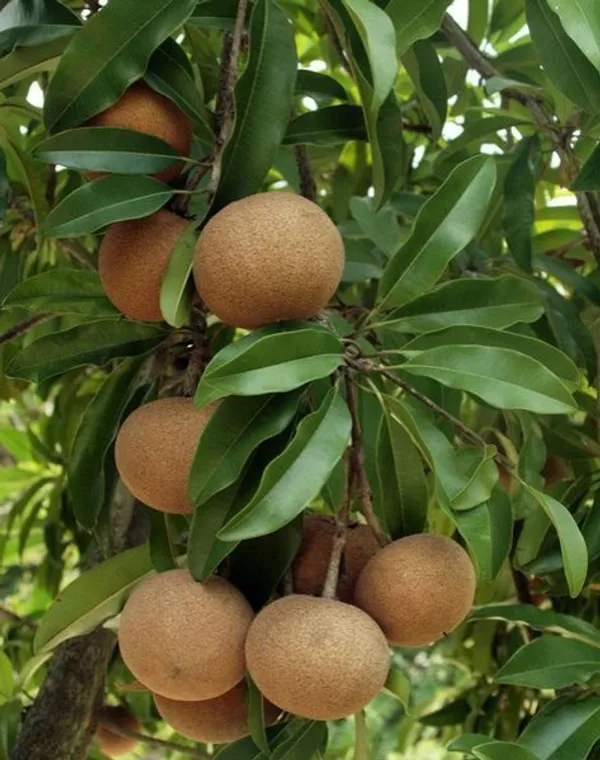 Cricket_Ball_Hybrid_Chiku/Sapota/Sabeda_Fruit_Plant_(1.5-3.5_Ft_Hight)_For_Home_Gardening,_Best_Selling_Sapota_Plant_(Air_Layering,_Pack_Of_1)