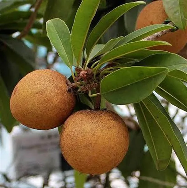 Cricket_Ball_Hybrid_Chiku/Sapota/Sabeda_Fruit_Plant_(1.5-3.5_Ft_Hight)_For_Home_Gardening,_Best_Selling_Sapota_Plant_(Air_Layering,_Pack_Of_1)