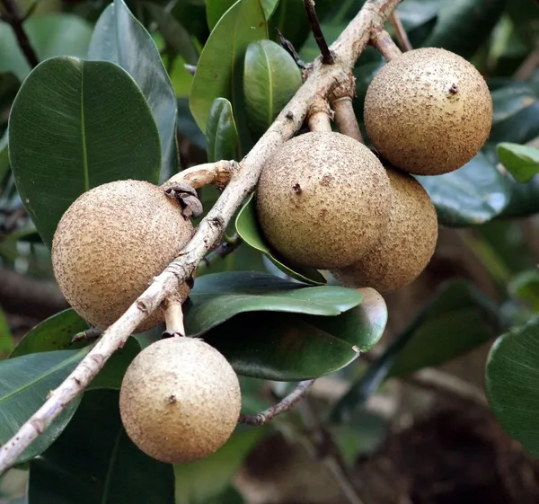 Cricket_Ball_Hybrid_Chiku/Sapota/Sabeda_Fruit_Plant_(1.5-3.5_Ft_Hight)_For_Home_Gardening,_Best_Selling_Sapota_Plant_(Air_Layering,_Pack_Of_1)