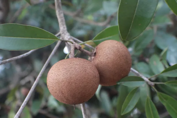 Cricket_Ball_Shape_Sapota/Sabeda/Chiku_Fruit_Plant_For_Gardening_(1.5-3.5_Ft_Hight)_Plant_Age:_1.5_Years_(Air_Layering,_Pack_Of_1)