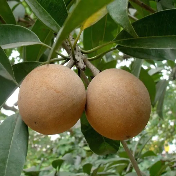 Cricket_Ball_Shape_Sapota/Sabeda/Chiku_Fruit_Plant_For_Gardening_(1.5-3.5_Ft_Hight)_Plant_Age:_1.5_Years_(Air_Layering,_Pack_Of_1)