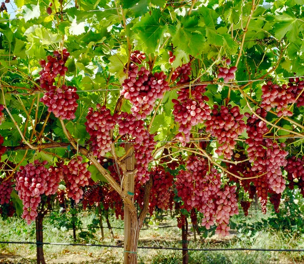Crimson_Red_Grapes_(Seedless)_Healthy_Fruit_Plant_For_Gardening_Red_Grapes_Vines_Plant_Suitable_Location_Outdoor_(Pack_Of_1)