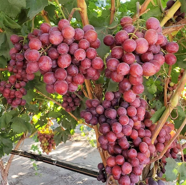 Crimson_Red_Grapes_(Seedless)_Healthy_Fruit_Plant_For_Gardening_Red_Grapes_Vines_Plant_Suitable_Location_Outdoor_(Pack_Of_1)