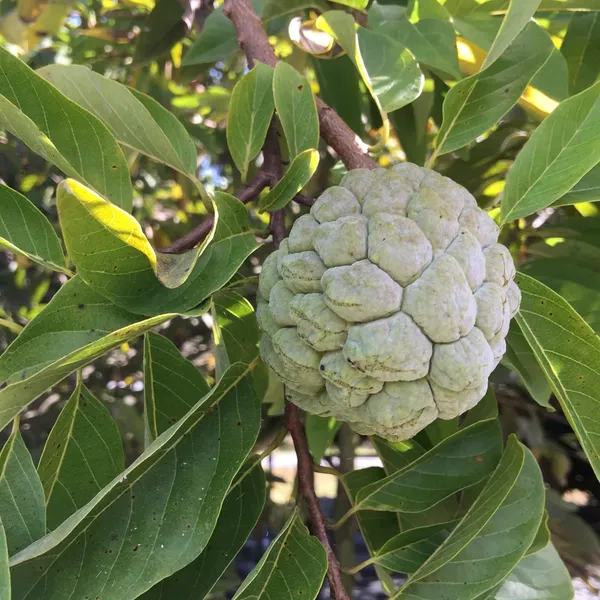 Custard_Apple_Jambo_Size_Fruit_Plant_For_Gardening_(1.5-3.5_Ft_Hight)_Sugar_Apple/Custard_Apple_Healthy_Fruit_Plant_Age_1.5_Years_(Hybrid,_Pack_Of_1)
