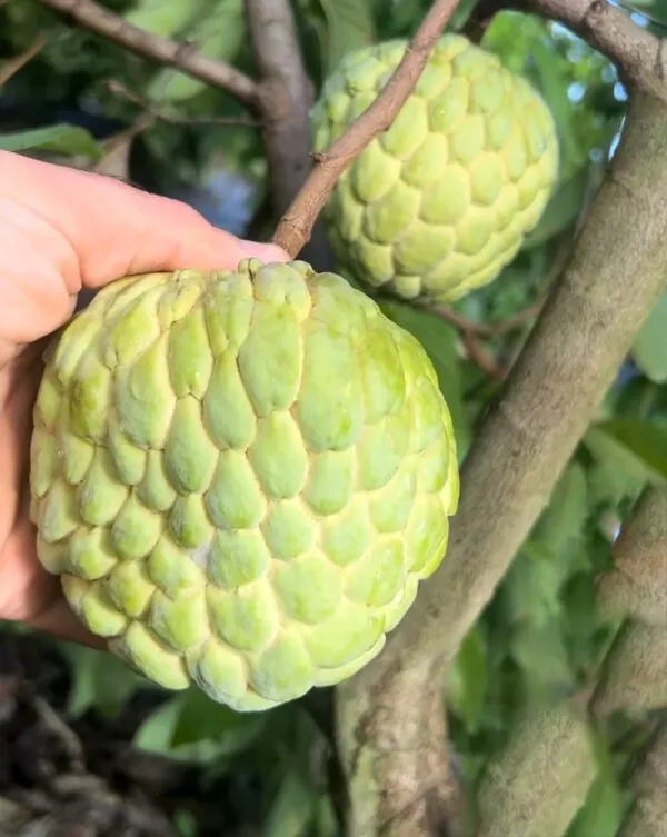 Custard_Apple_Jambo_Size_Fruit_Plant_For_Gardening_(1.5-3.5_Ft_Hight)_Sugar_Apple/Custard_Apple_Healthy_Fruit_Plant_Age_1.5_Years_(Hybrid,_Pack_Of_1)