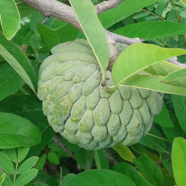 Custard_Apple_Jambo_Size_Fruit_Plant_For_Gardening_(1.5-3.5_Ft_Hight)_Sugar_Apple/Custard_Apple_Healthy_Fruit_Plant_Age_1.5_Years_(Hybrid,_Pack_Of_1)