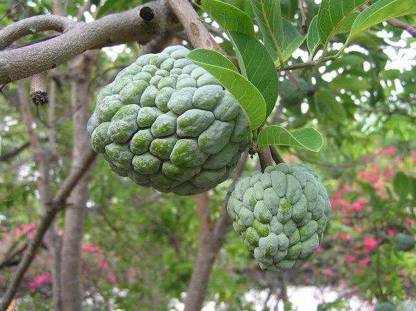 Custard_Apple_Jambo_Size_Fruit_Plant_For_Gardening_(1.5-3.5_Ft_Hight)_Sugar_Apple/Custard_Apple_Healthy_Fruit_Plant_Age_1.5_Years_(Hybrid,_Pack_Of_1)