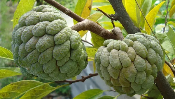 Custard_Apple_Jambo_Size_Fruit_Plant_For_Gardening_(1.5-3.5_Ft_Hight)_Sugar_Apple/Custard_Apple_Healthy_Fruit_Plant_Age_1.5_Years_(Hybrid,_Pack_Of_1)