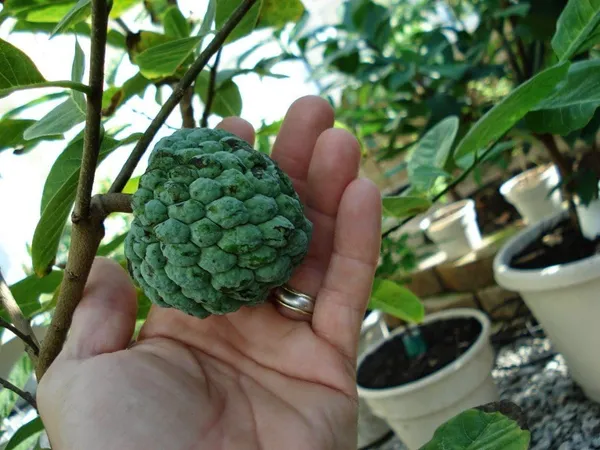 Custard_Apple_(Grafted)_Healthy_Fruit_Plant_&_Tree_For_Your_Home_Gardening_(1.5-3.5_Ft_Hight)_Pack_Of_1