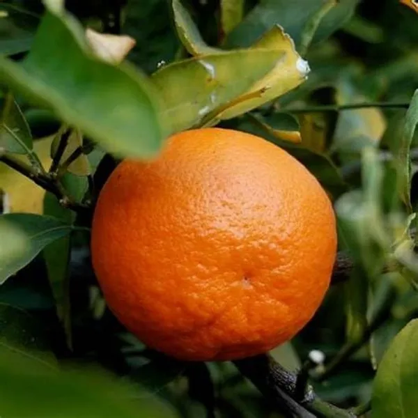 Darjeeling_Kamla_Orange_Plant_All_Time_Variety_Grafted_Fruit_Plants_&_Tree(1.5-2_Ft_Size)_Healthy_Plant_In_Nursery_Grow_Bag_Pack_of_1