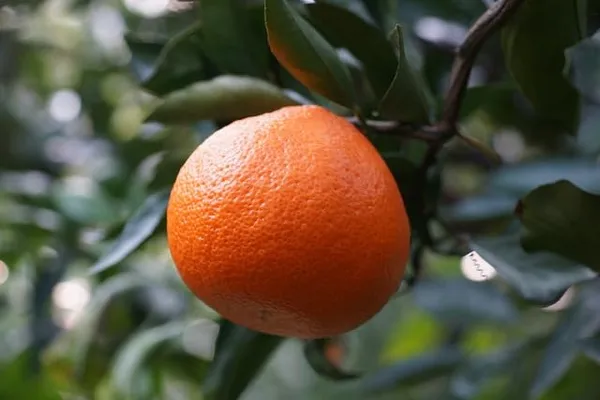 Darjeeling_Kamla_Orange_Plant_All_Time_Variety_Grafted_Fruit_Plants_&_Tree(1.5-2_Ft_Size)_Healthy_Plant_In_Nursery_Grow_Bag_Pack_of_1