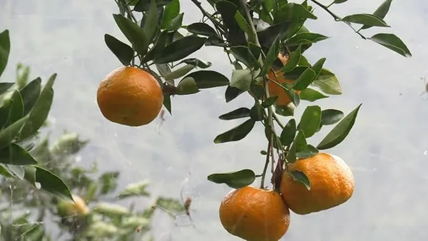 Darjeeling_Kamla_Orange_Plant_All_Time_Variety_Grafted_Fruit_Plants_&_Tree(1.5-2_Ft_Size)_Healthy_Plant_In_Nursery_Grow_Bag_Pack_of_1