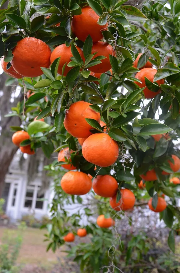 Darjeeling_Sweet_Orange_Fruit_Plant_For_Gardening,_Hybrid_Dwarf_Variety_Orange_Plant_Age:_1.5_Years_,_Size:_1.5-3.5_Ft,