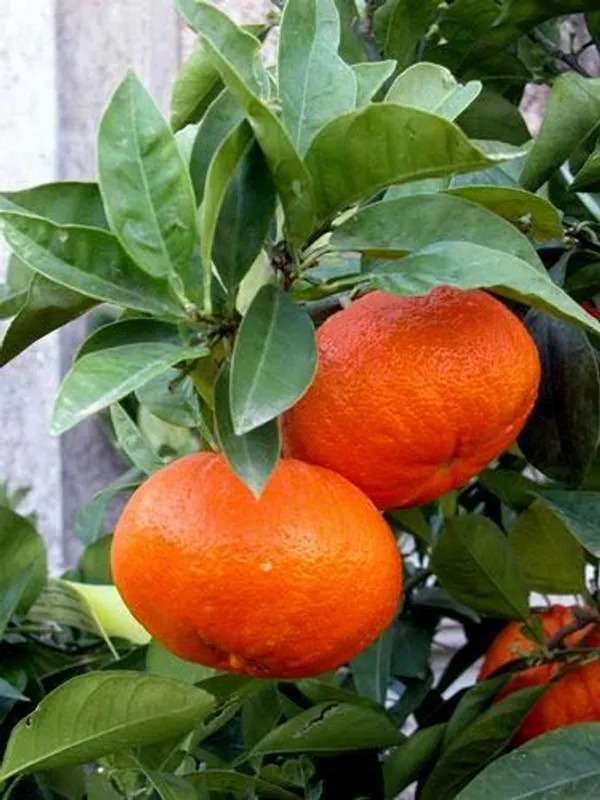 Darjeeling_Sweet_Orange_Fruit_Plant_For_Gardening,_Hybrid_Dwarf_Variety_Orange_Plant_Age:_1.5_Years_,_Size:_1.5-3.5_Ft,