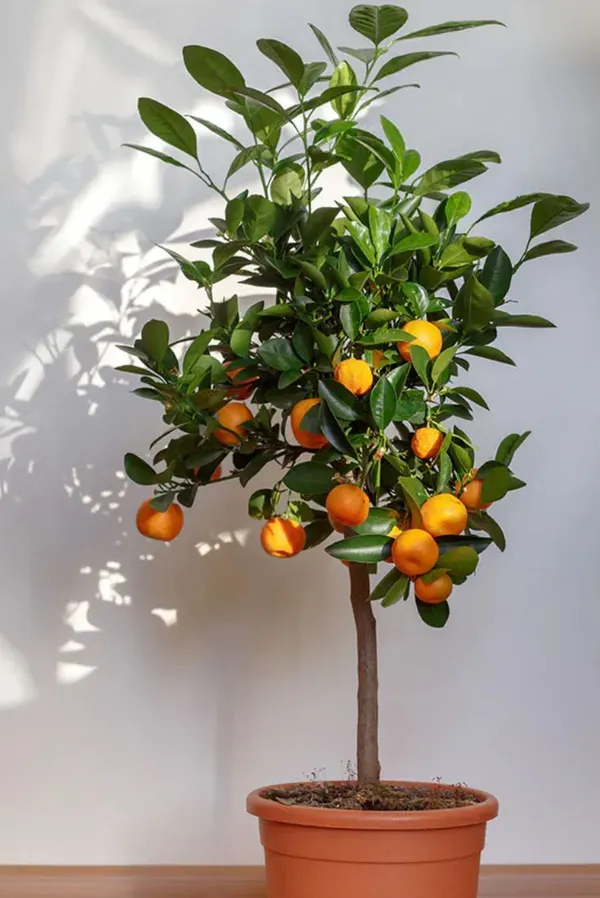 Darjeeling_Sweet_Orange_Fruit_Plant_For_Gardening,_Hybrid_Dwarf_Variety_Orange_Plant_Age:_1.5_Years_,_Size:_1.5-3.5_Ft,