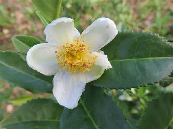 Darjeeling_Tea_Plant_For_Home_Gardening_(Hight_1.5-3.5_Ft)_Pack_Of_1