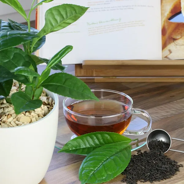 Darjeeling_Tea_Plant_For_Home_Gardening_(Hight_1.5-3.5_Ft)_Pack_Of_1