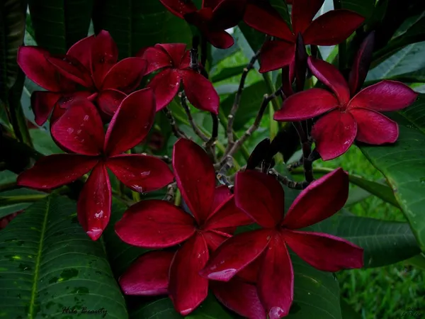 Dark_Red_Plumeria_Flower_Plant_&_Tree_(1.5-2.5_Ft_Size)_For_Home_Gardening_(Pack_Of_1)