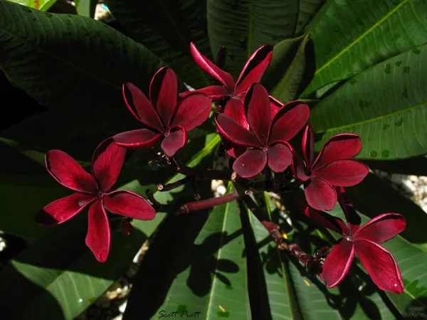 Dark_Red_Plumeria_Flower_Plant_&_Tree_(1.5-2.5_Ft_Size)_For_Home_Gardening_(Pack_Of_1)