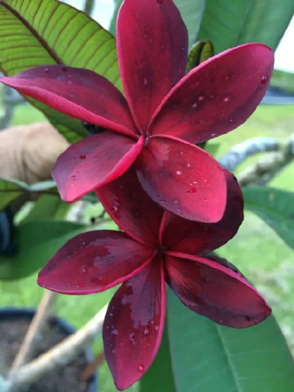 Dark_Red_Plumeria_Flower_Plant_&_Tree_(1.5-2.5_Ft_Size)_For_Home_Gardening_(Pack_Of_1)