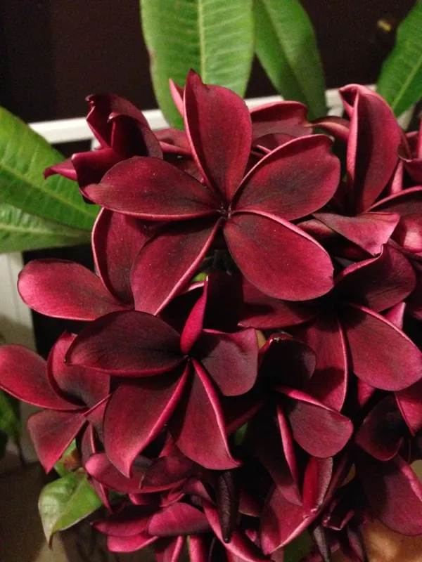 Dark_Red_Plumeria_Flower_Plant_&_Tree_(1.5-2.5_Ft_Size)_For_Home_Gardening_(Pack_Of_1)
