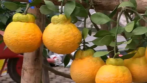 Dekopon_Hybrid_Sweet_Orange_Fruit_Plant_(Grafted)_1.5-3.5_Ft_(Pack_of_1)