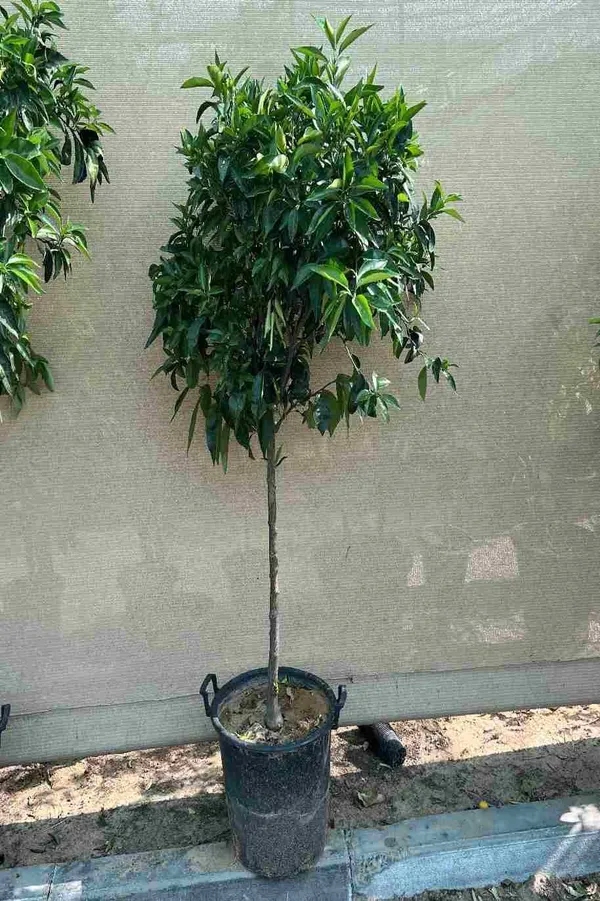 Dekopon_Hybrid_Sweet_Orange_Fruit_Plant_(Grafted)_1.5-3.5_Ft_(Pack_of_1)