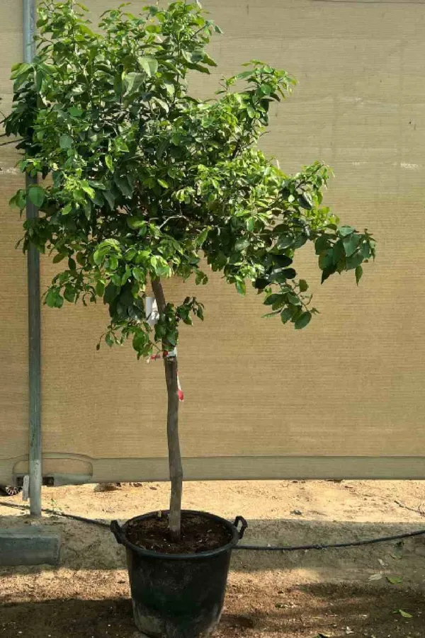 Dekopon_Hybrid_Sweet_Orange_Fruit_Plant_(Grafted)_1.5-3.5_Ft_(Pack_of_1)