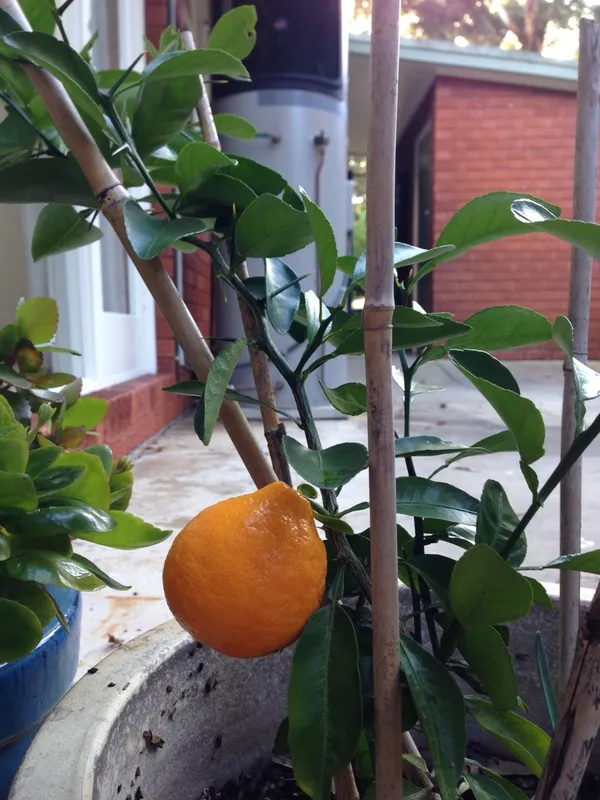Dekopon_Orange_Healthy_Fruit_Plant_&_Tree_For_Garden_Dekopon_Variety_Hybrid_Orange_Plant_(Grafted,_Pack_Of_1)