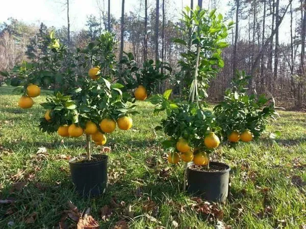 Dekopon_Orange_Healthy_Fruit_Plant_&_Tree_For_Garden_Dekopon_Variety_Hybrid_Orange_Plant_(Grafted,_Pack_Of_1)