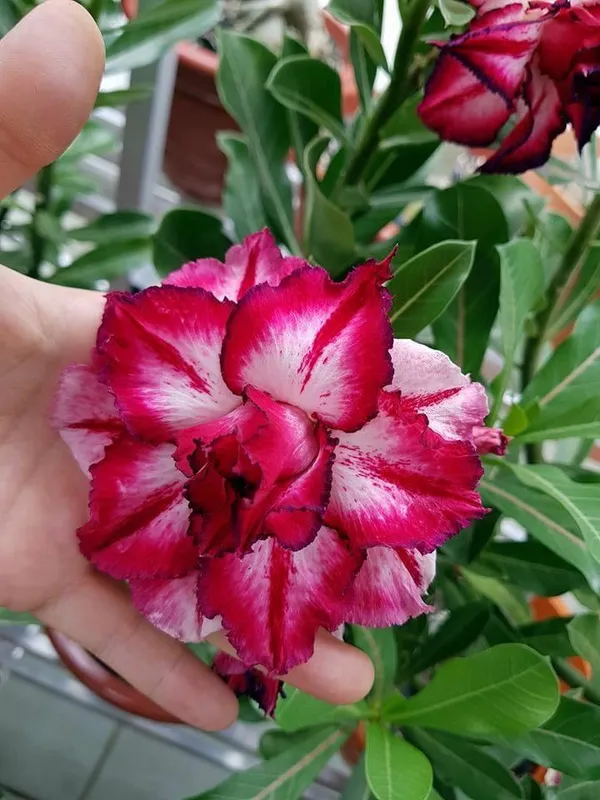 Desert_Rose_Variety_Adenium_Flower_Plant_For_Home_Gardening_(Grafted,_Pack_Of_1)