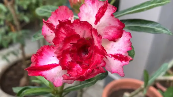 Desert_Rose_Variety_Adenium_Flower_Plant_For_Home_Gardening_(Grafted,_Pack_Of_1)