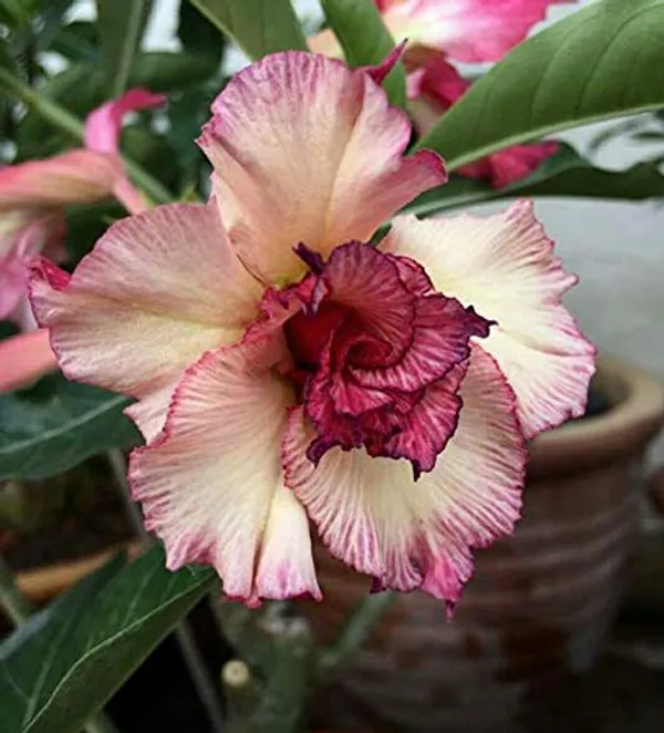 Desert_Rose_Variety_Grafted_Adenium_Flower_Plant_For_Home_Gardening_(Hybrid,_Pack_Of_1)