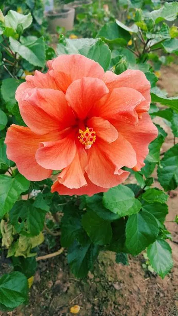 Double_Orange_Hibiscus_|_Hibiscus,_Orange_hibiscus,_Flowers_Plant
