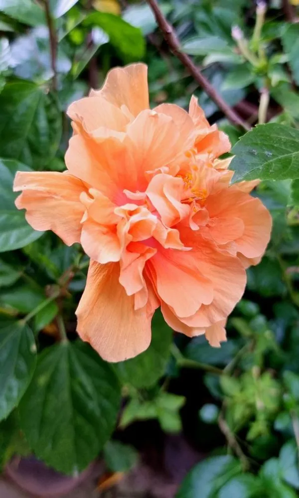 Double_Orange_Hibiscus_|_Hibiscus,_Orange_hibiscus,_Flowers_Plant