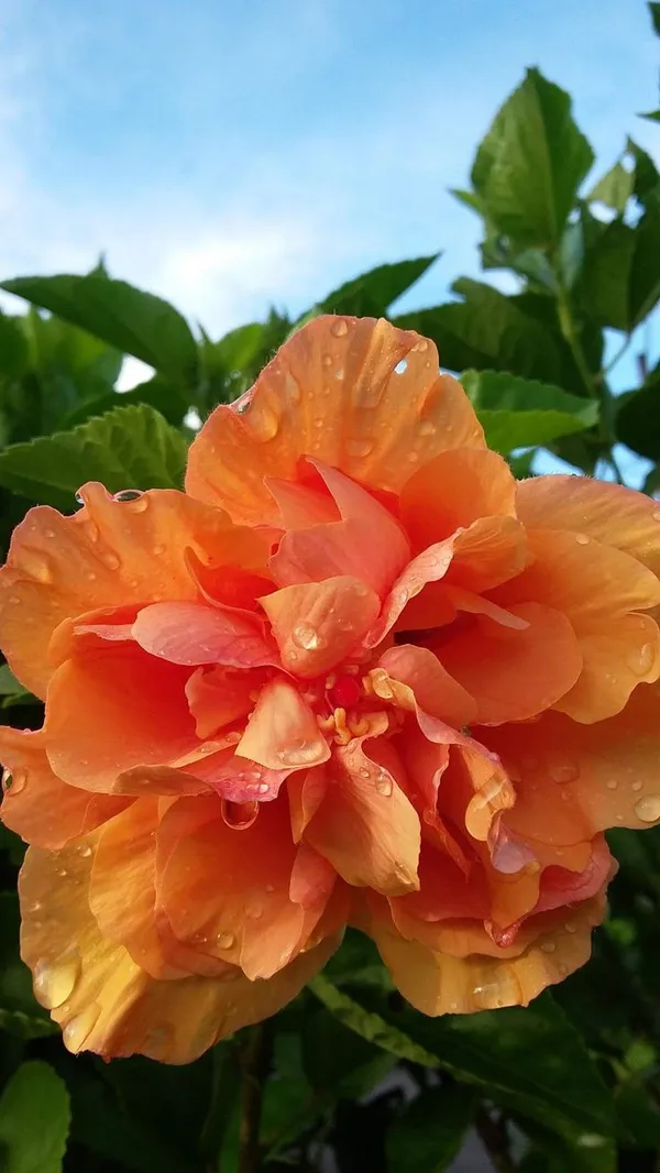 Double_Orange_Hibiscus_|_Hibiscus,_Orange_hibiscus,_Flowers_Plant
