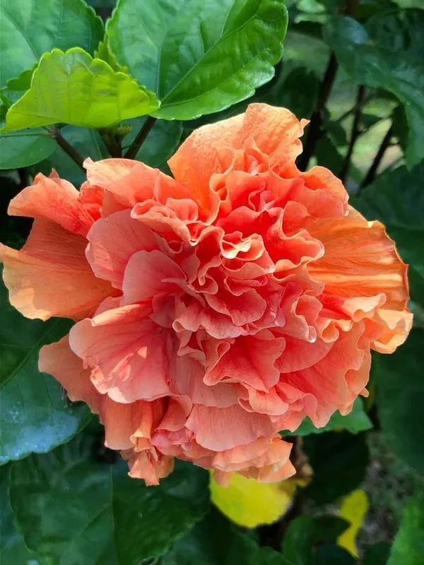 Double_Orange_Hibiscus_|_Hibiscus,_Orange_hibiscus,_Flowers_Plant