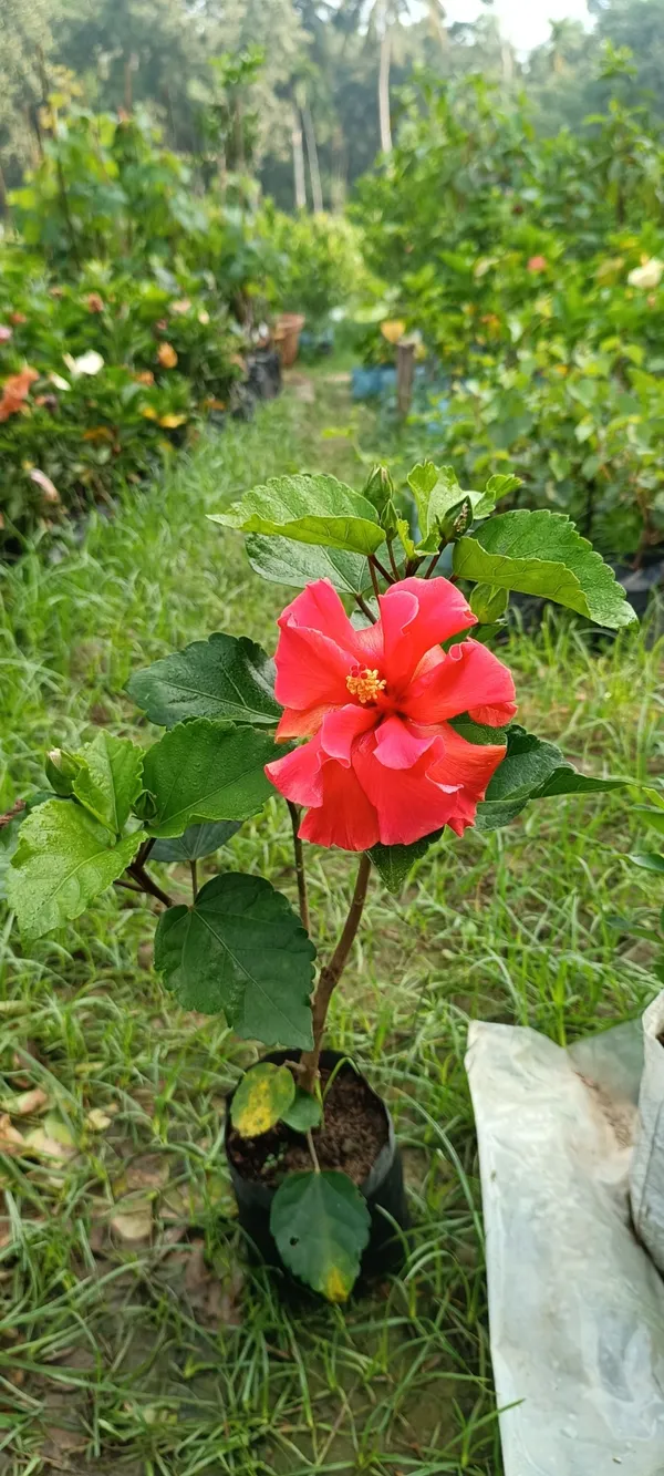 Greenery_Nursery®_Double_Patel_Red_Hibiscus_Flowering_Plant_(Hybrid,_Pack_Of_1)