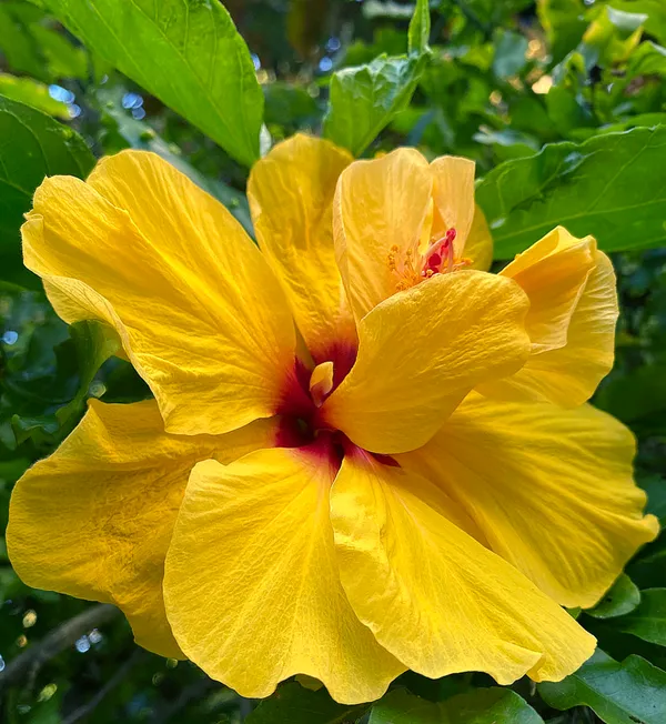 Double_Patel_Yellow_Hibiscus_Flowering_Plant_(1.5-3.5_Ft_Hight)_For_Home_Gardening_(Hybrid,_Pack_Of_1)