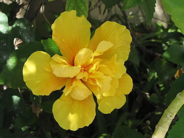Double_Patel_Yellow_Hibiscus_Flowering_Plant_(1.5-3.5_Ft_Hight)_For_Home_Gardening_(Hybrid,_Pack_Of_1)
