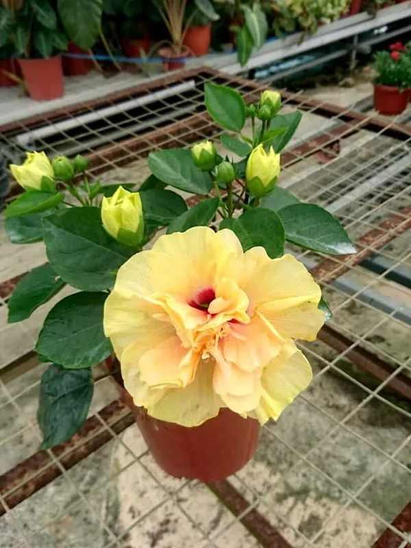 Double_Patel_Yellow_Hibiscus_Flowering_Plant_(1.5-3.5_Ft_Hight)_For_Home_Gardening_(Hybrid,_Pack_Of_1)