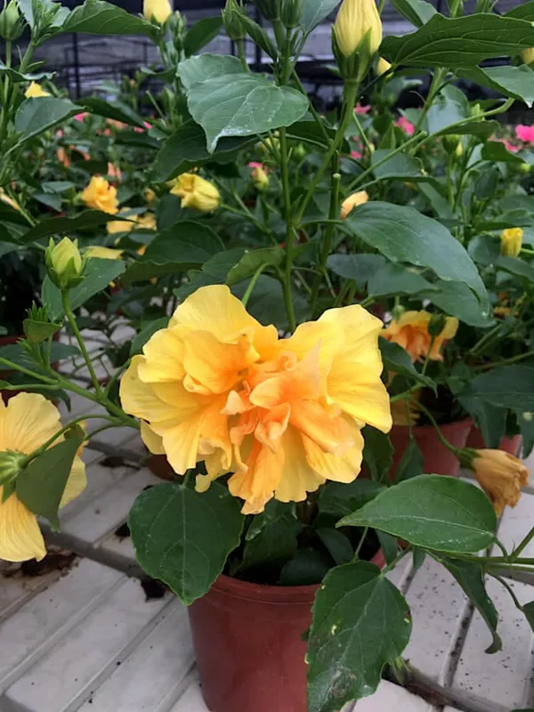 Double_Patel_Yellow_Hibiscus_Flower_Plant_&_Tree_For_Sweet_Home_Gardening_(Hybrid,_Pack_Of_1)