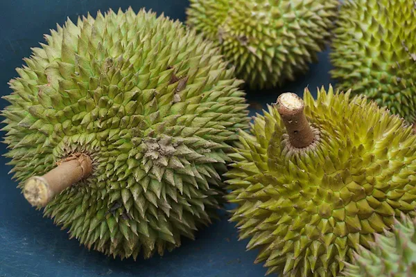Durian_/_Duriyan__1.5-3.5_Ft_Hybrid_Fruit_Plant_(_Pack_of_1)