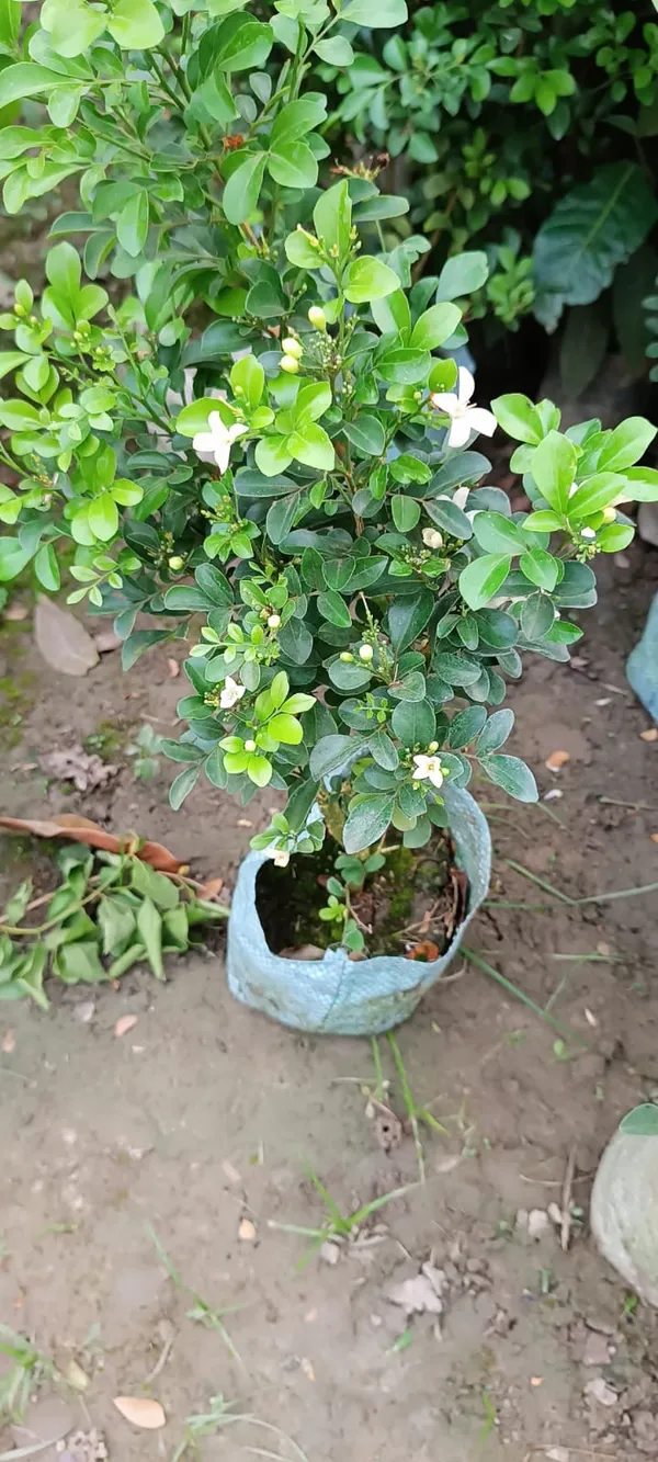 Dwarf_Kamini_(Murraya_Paniculata)_Highly_Fragrant_Flowering_Plant