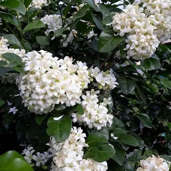 Dwarf_Kamini_(Murraya_Paniculata)_Highly_Fragrant_Flowering_Plant